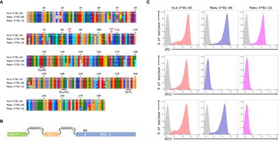 The antibodies 3D12 and 4D12 recognise distinct epitopes and conformations of HLA-E